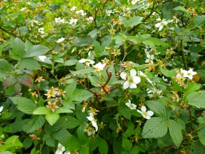 2009-04-16 004.jpg