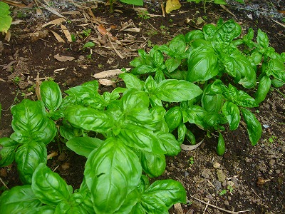 2007-6-29 010.jpg