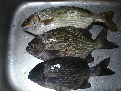 2007-7-11 003.jpg