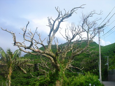 2007-7-1 013.jpg