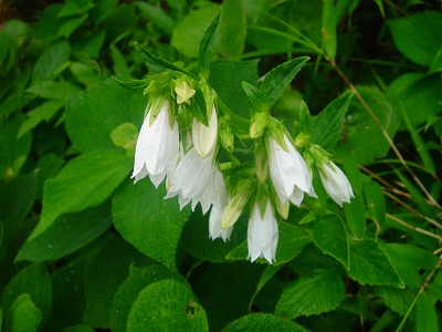 2007-7-1 018.jpg