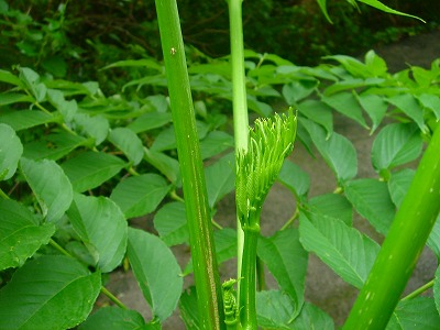 2007-7-1 028.jpg