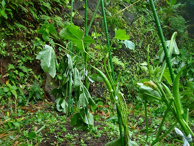 2007-9-7 001.jpg