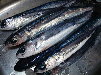 2007.4.29 001.jpg