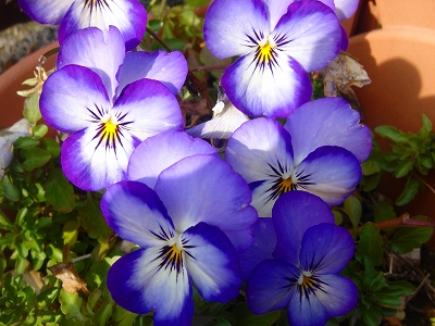 2007.4 033.jpg