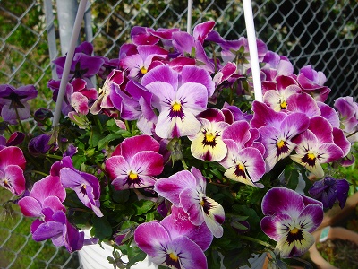 2007.4 045.jpg
