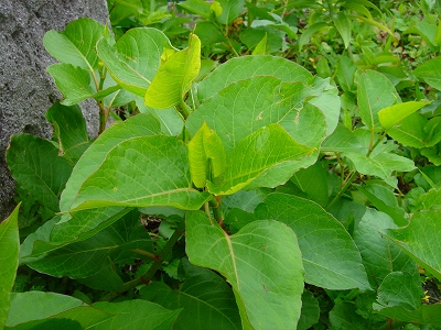 2007.4 164.jpg