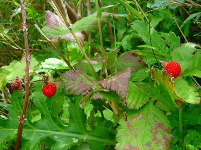 2007.5 046.jpg