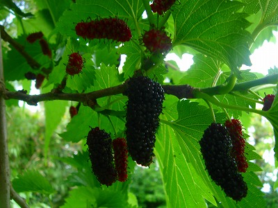 2007.6 006.jpg