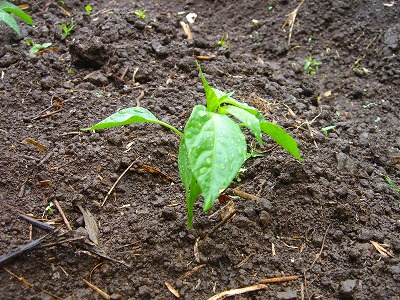 2007.6 007.jpg