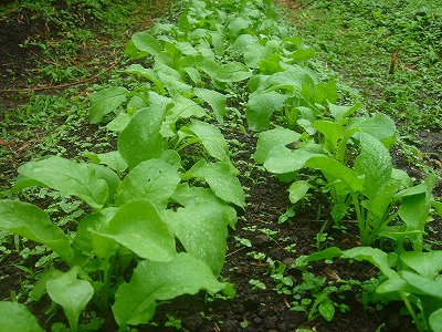 2007.6 021.jpg