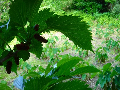 2007.6 002.jpg
