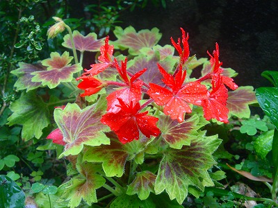 2007.6 020.jpg