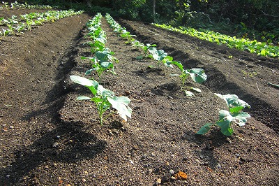 2008-11-2 009.jpg