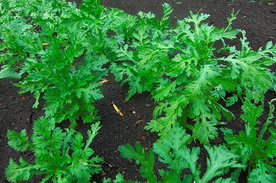 2008-11-26 029.jpg