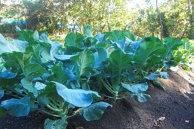2008-12-26 017.jpg