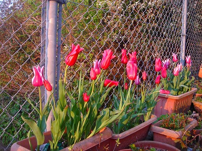 2008-4-15 024.jpg