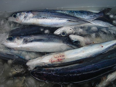 2008-4-18 001.jpg