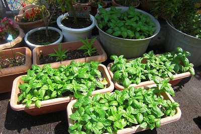 2008-7-15 002.jpg