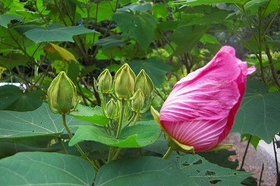 2008-7-26 010.jpg