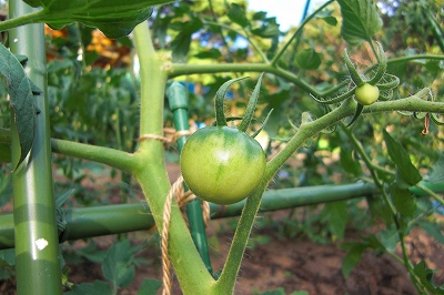 2008-7-26 017.jpg