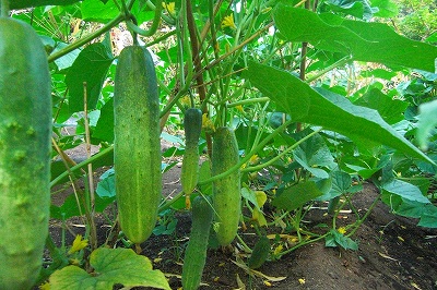 2008-7-26 020.jpg