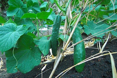 2008-7-26 022.jpg