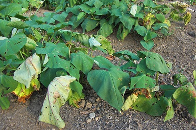 2008-7-27 015.jpg
