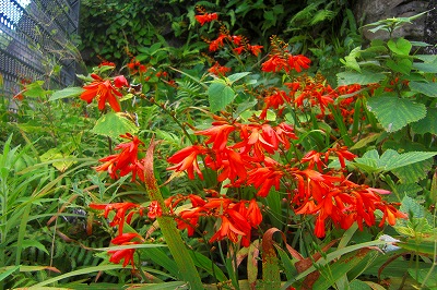 2008-7-6 039.jpg