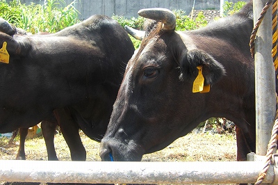 2008-8-10 058.jpg