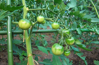 2008-8-2 026.jpg