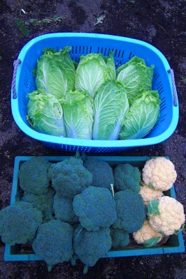 2009-01-30 033.jpg