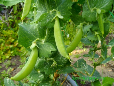 2009-04-15 031.jpg