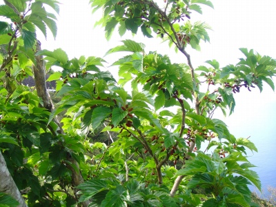 2009-5-21 001.jpg