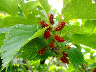2009-5-21 002.jpg