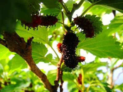 2009-5-21 007.jpg