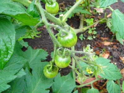 2009-5-25 008.jpg