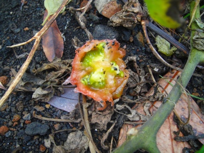 2009-6-21 002.jpg