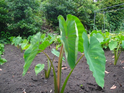 2009-6-21 007.jpg