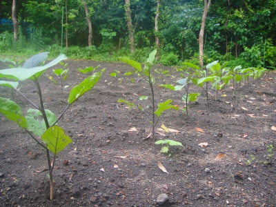 2009-6-21 010.jpg