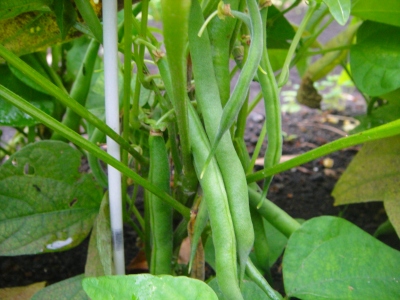 2009-6-21 015.jpg