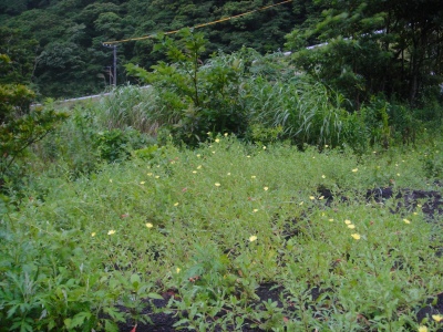 2009-6-24 005.jpg