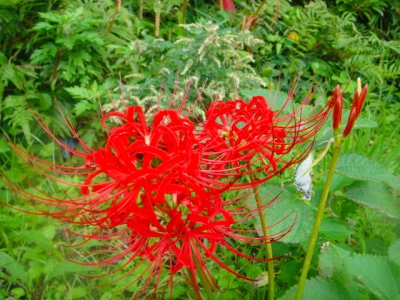 2009-9-16 001.jpg
