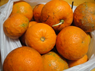 2010-2-10 006.jpg