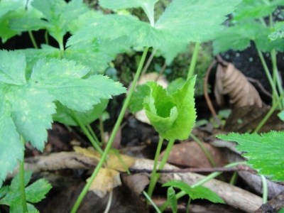 2010-4-11 169.jpg