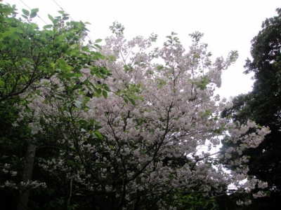 2010-4-11 174.jpg