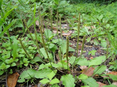 2010-4-11 218.jpg