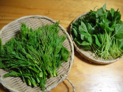 2010-4-11 234.jpg