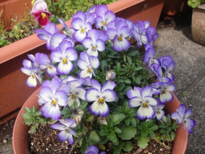2010-4-7 018.jpg
