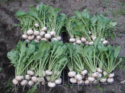 2010-5-12 008.jpg